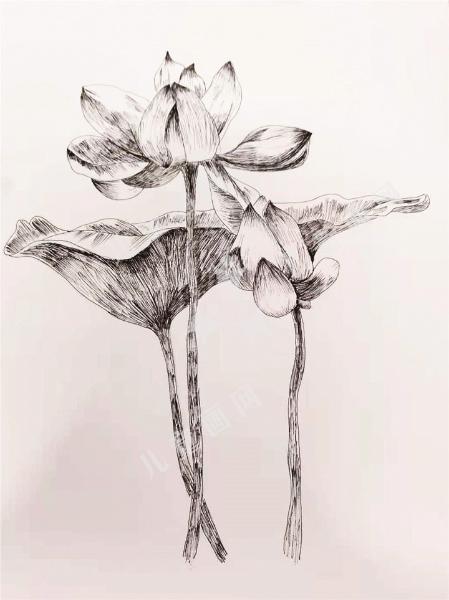 荷  花
